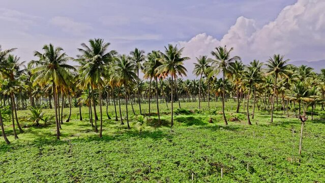 Forward drone shot of Theni, Cumbam, Grape plant farm with coconut trees and beautiful landscape at background during daytime in Tamil Nadu, India.