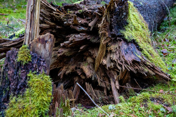 W&uuml;rzbacher Moor