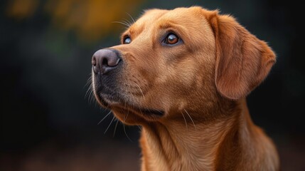 Portrait of a cute Rhodesian Ridgeback dog on blurred background - Generative AI