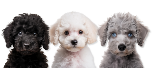 Three poodle puppies, different colors toy poodle puppies, transparent background