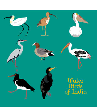 Vector Illustration of set of Indian water birds including Eurasian Spoonbill, Great Cormorant, Painted stork, Oyster Catcher, Pelican, Eurasian Curlew, Eurasian Wigeon, Grey Heron.