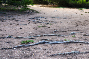 sandy path in coastal park with exposed tree roots