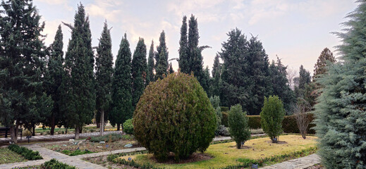 Landscape of the park with cypress trees in the evening