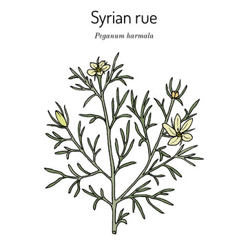 Syrian rue (Peganum harmala), medicinal plant