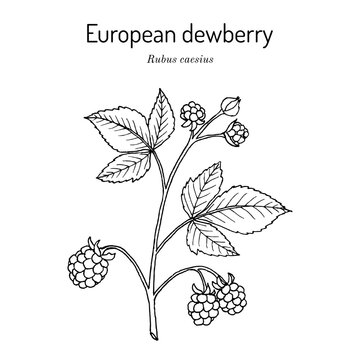 European dewberry (Rubus caesius), edible and medicinal plant