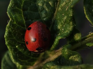 bright red ladybug with a black dot on a green leaf