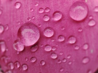 Obraz na płótnie Canvas beautiful transparent raindrops on the delicate pink petals of a peony bud