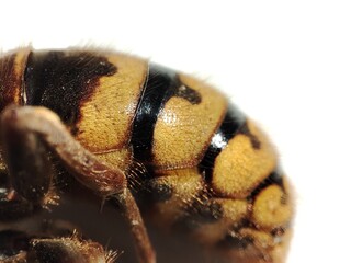 yellow-black belly of a hornet in close-up on a white background