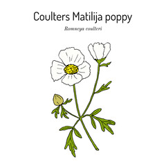 Coulters Matilija poppy (Romneya coulteri), ornamental and medicinal plant