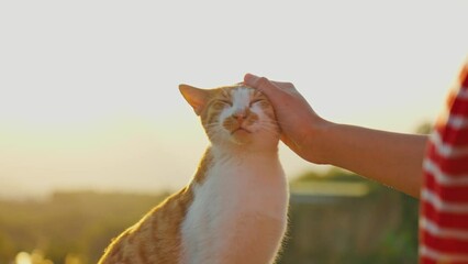 Stunning 4k video of a ginger cat sitting on a fence and enjoying being pet by a girl. There is a beautiful view of sunset (sunrise), with sea, beach, trees, and mountains in the background.
