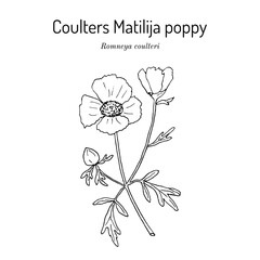 Coulters Matilija poppy (Romneya coulteri), ornamental and medicinal plant