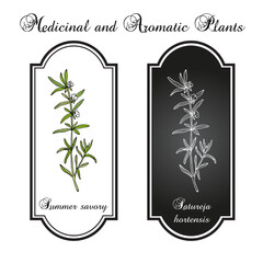 Summer Savory (Satureja Hortensis), edible and medicinal plant