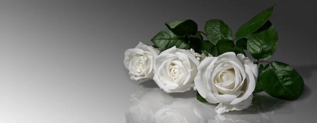 White roses with mirror reflection on a white and gray gradient background.