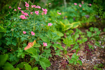 pink geranium in the garden