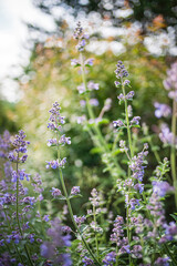 Nepeta × faassenii in the garden