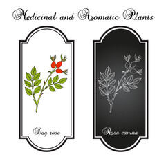 Dog rose (Rosa canina), edible and medicinal plant. Hand drawn botanical vector illustration