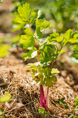 pink celery in the garden