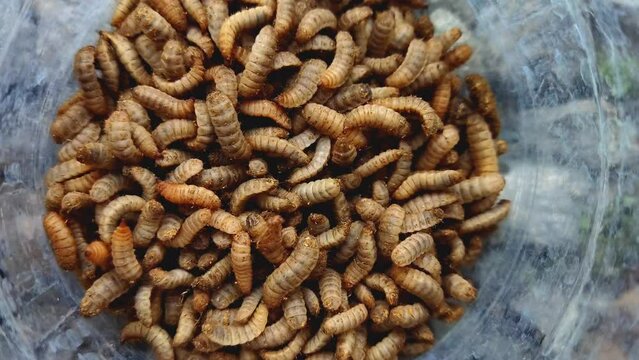 4k stock video of close up black soldier fly larvae. Maggots. Fit for alternative food for animal farm or pet, recycling food waste, sustainable environment, etc.