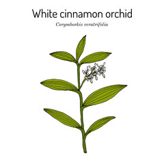 White cinnamon orchid (Corymborkis veratrifolia), medicinal plant