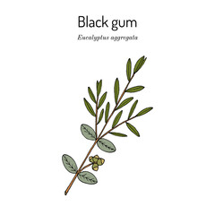 Black gum (Eucalyptus aggregata), medicinal plant