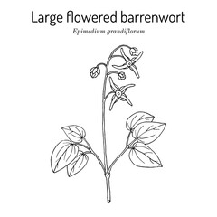 Large flowered barrenwort, or bishops hat (Epimedium grandiflorum), medicinal plant