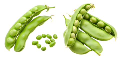 fava Beans isolated on transparent background