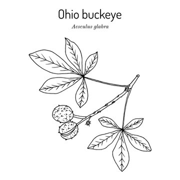 Ohio buckeye (Aesculus glabra), medicinal plant