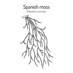 Spanish moss (Tillandsia usneoides), medicinal plant