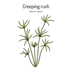 Creeping rush (Juncus repens), aquarium plant
