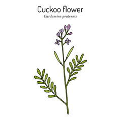 Cuckoo flower, or ladys smock (Cardamine pratensis), medicinal plant