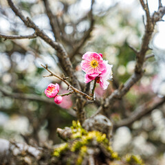 梅の季節　布多天神社（東京都調布市）