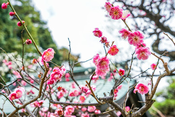 梅の季節　布多天神社（東京都調布市）