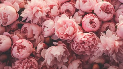 A lavish full frame of vibrant pink peonies, perfect for a romantic or botanical theme.