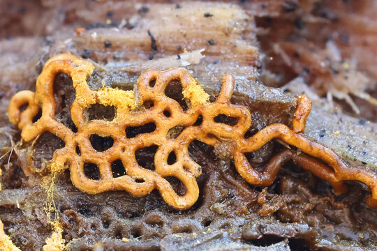 Hemitrichia serpula, known as Pretzel Slime Mold, myxomycetes from Finland