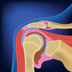 Anatomical structure of the shoulder joint and its muscles. Medical poster on a blue background. Vector illustration