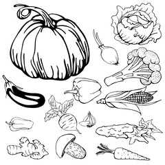 Set of hand-drawn vegetables, silhouettes, stickers. Vector illustration