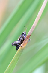 Tetrix subulata, nymph of a groundhopper known as the slender ground-hopper, awl-shaped pygmy grasshopper or the slender grouse locust