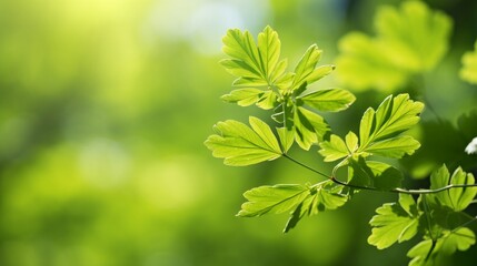Fototapeta na wymiar Vivid green leaves bathed in sunlight with a soft bokeh background, symbolizing growth and nature.