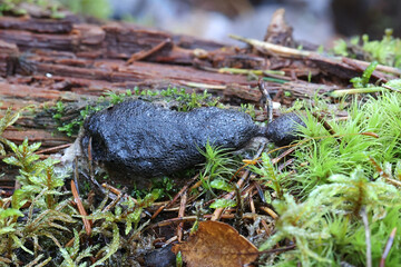 Siphoptychium violaceum, a slime mold from Finland, no common English name