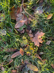 leaves covered with frost