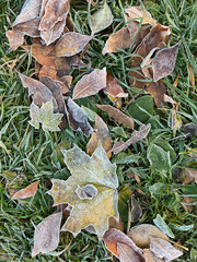 leaves covered with frost
