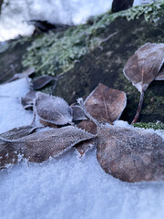 leaves covered with frost