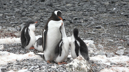Penguins in Antarctica. Antarctic ice and birds, protection of the environment. A group of gentoo penguins resting on the shore in Antarctica. Wildlife. Arctic landscape.