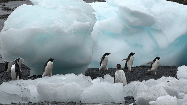 Penguins in Antarctica. Antarctic ice and birds, protection of the environment. A group of gentoo penguins resting on the shore in Antarctica. Wildlife. Arctic landscape.