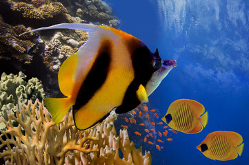 Coral Reef and Tropical Fish in Sunlight - 726990389