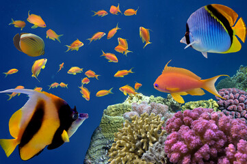 Coral Reef in the Red Sea with Lyretail Anthias, - 726990394