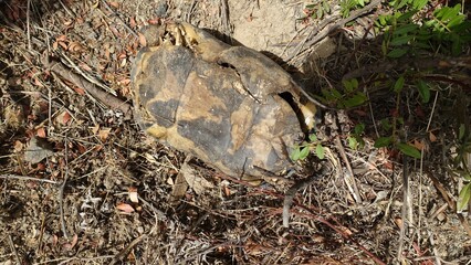 The broken carapace and remains of a large dead turtle during a dry, sunny day.
