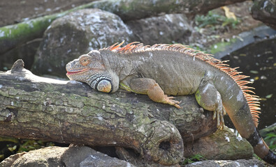 A closeup picture of a colourful Iguana laying