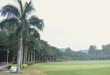 A closeup Picture of a beautiful green grass ground used to play cricket in India, with large palm...