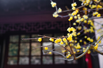 Chinese Ancient Architecture and Winter Plum Blossoms
